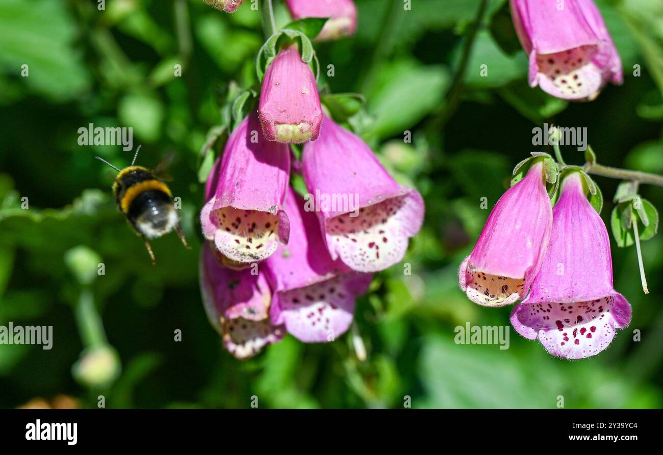 Brighton UK 13 settembre 2024 - Un bumblebee viene a riposare su un fiore foxglove mentre gode del sole di fine estate in un giardino di Brighton: Credit Simon Dack / Alamy Live News Foto Stock