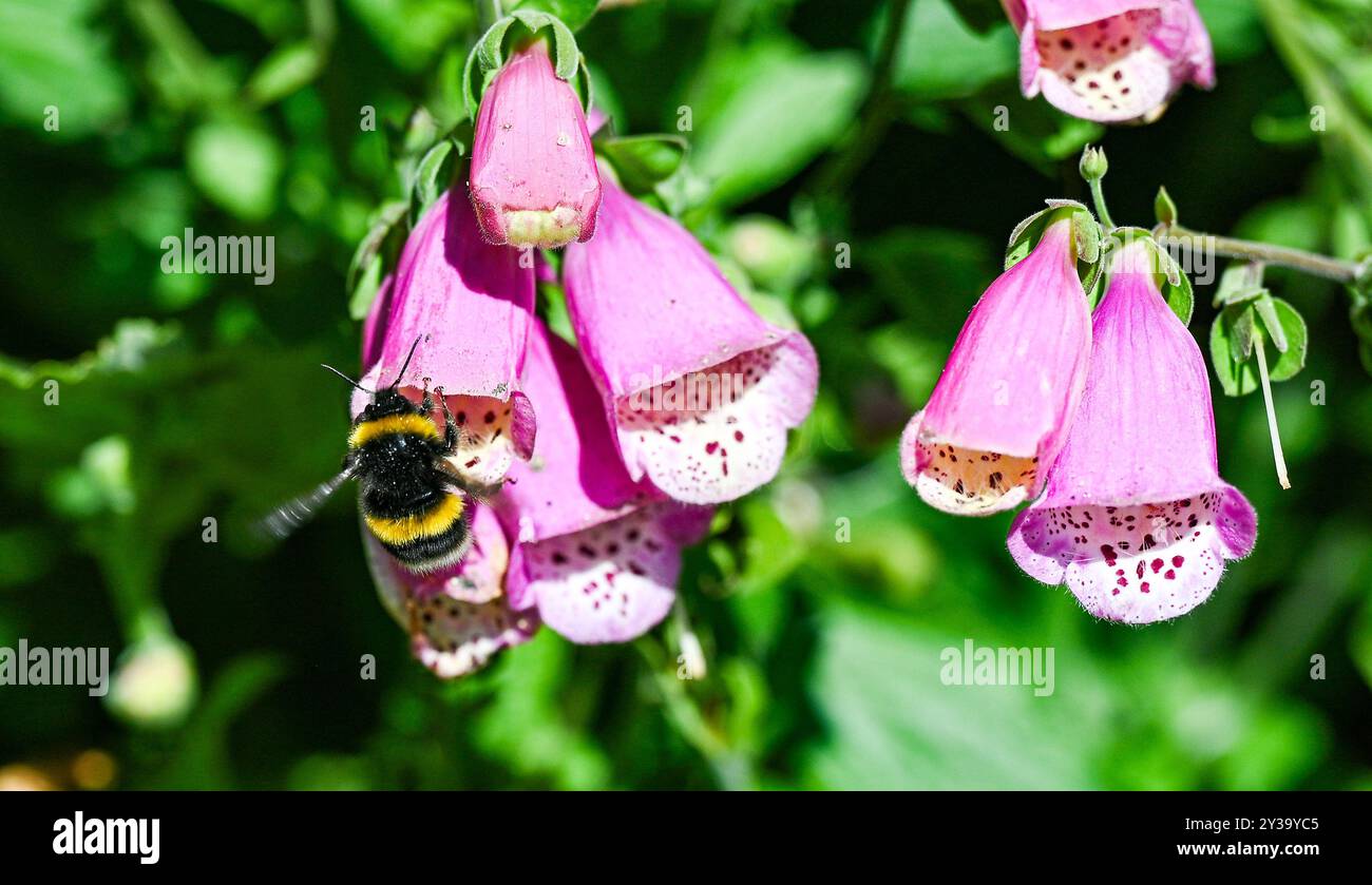 Brighton UK 13 settembre 2024 - Un bumblebee viene a riposare su un fiore foxglove mentre gode del sole di fine estate in un giardino di Brighton: Credit Simon Dack / Alamy Live News Foto Stock