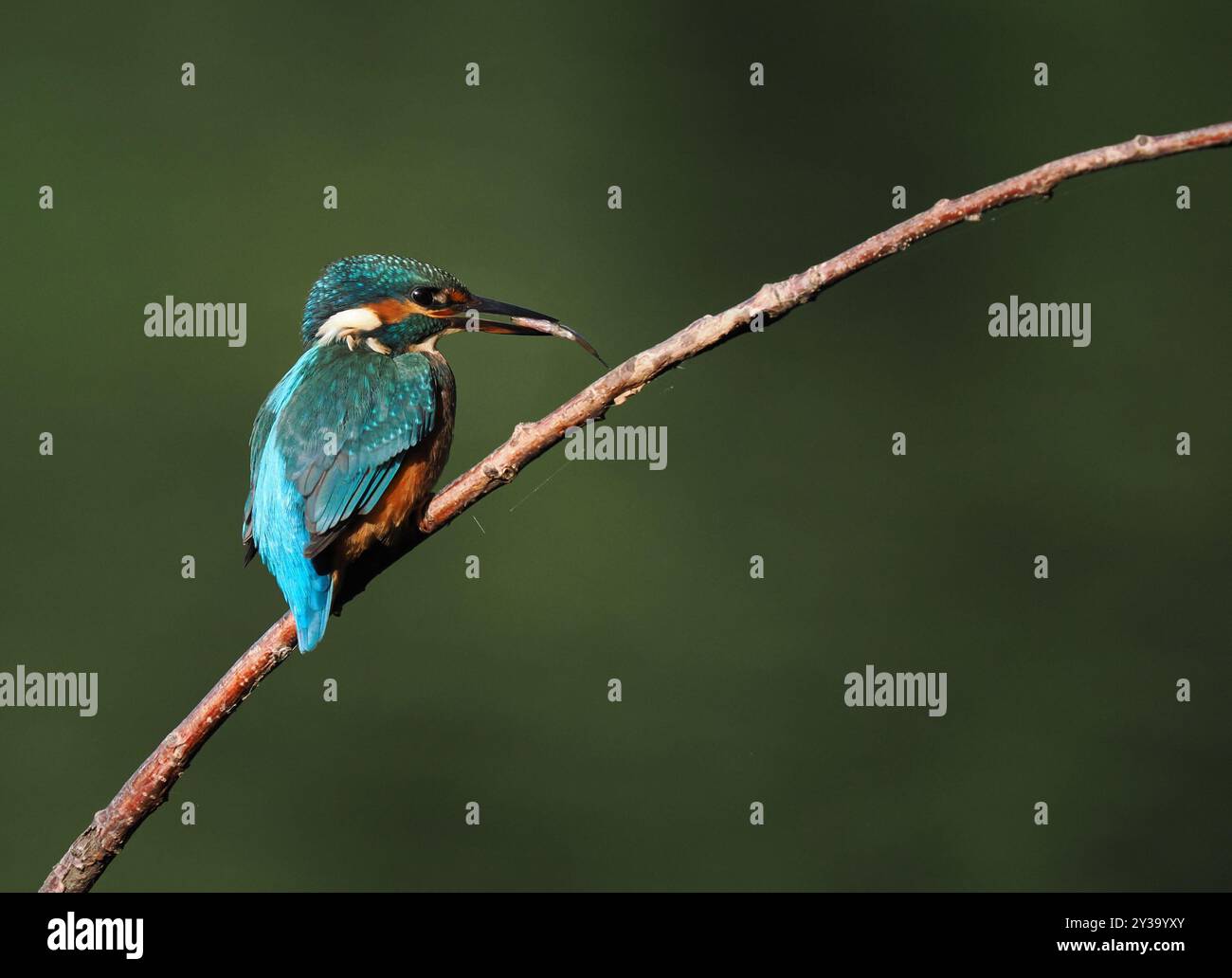 Il giovane kingfisher viene rapidamente espulso dai territori dei genitori e sono nomadi fino a quando non si stabilisce il proprio territorio. Foto Stock