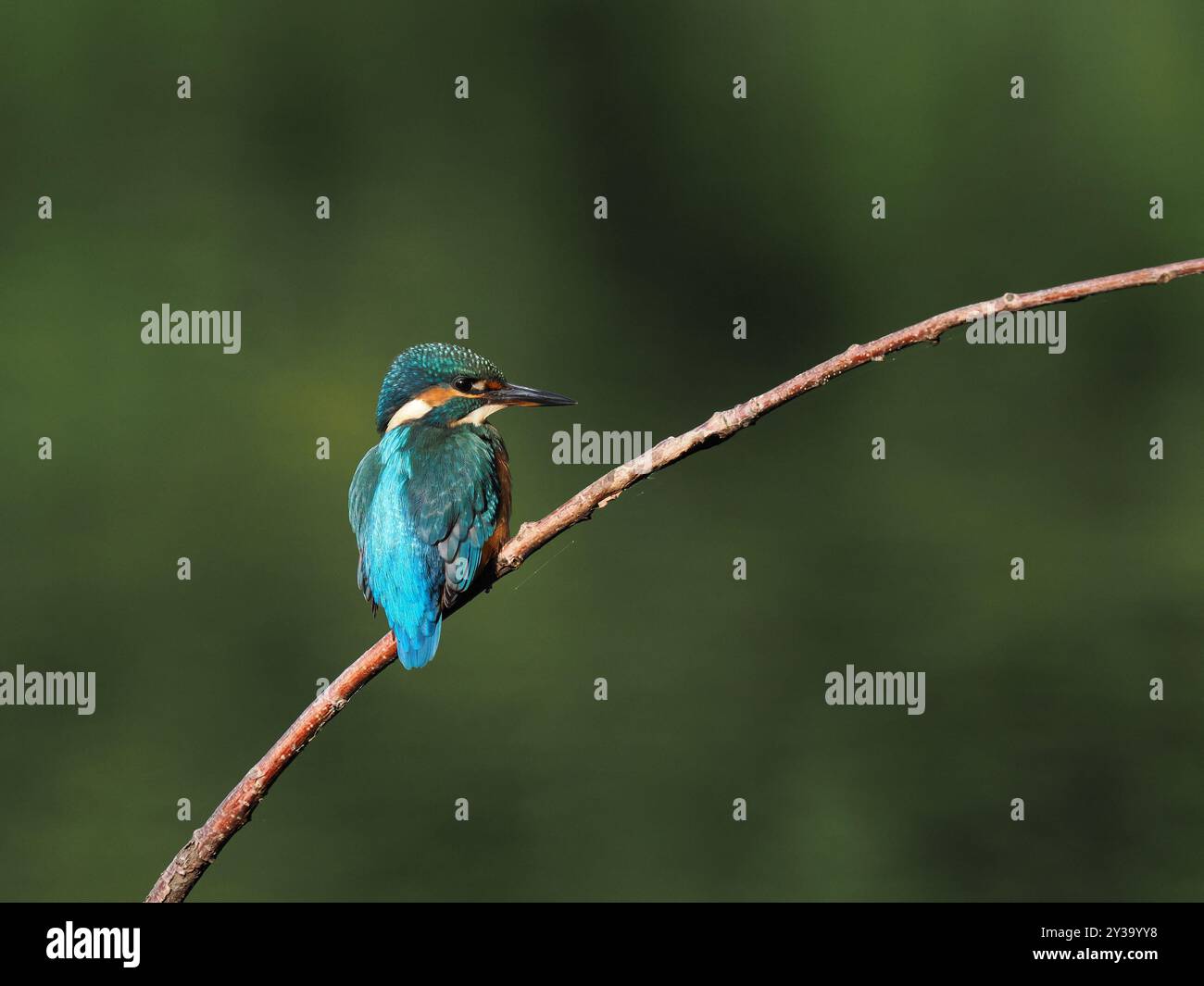Il giovane kingfisher viene rapidamente espulso dai territori dei genitori e sono nomadi fino a quando non si stabilisce il proprio territorio. Foto Stock