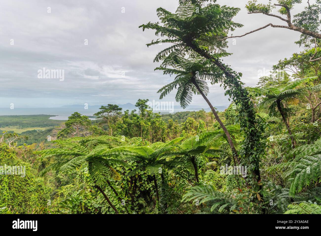 Splendida vista dal Mount Alexandra Lookout nel Queensland, Australia. Si trova nella foresta pluviale di Daintree. Foto Stock
