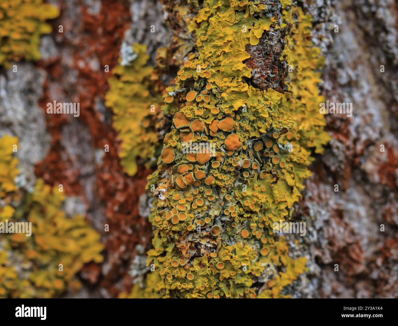 Lichene verde arancio Xanthoria parietina sulla corteccia del pioppo Foto Stock