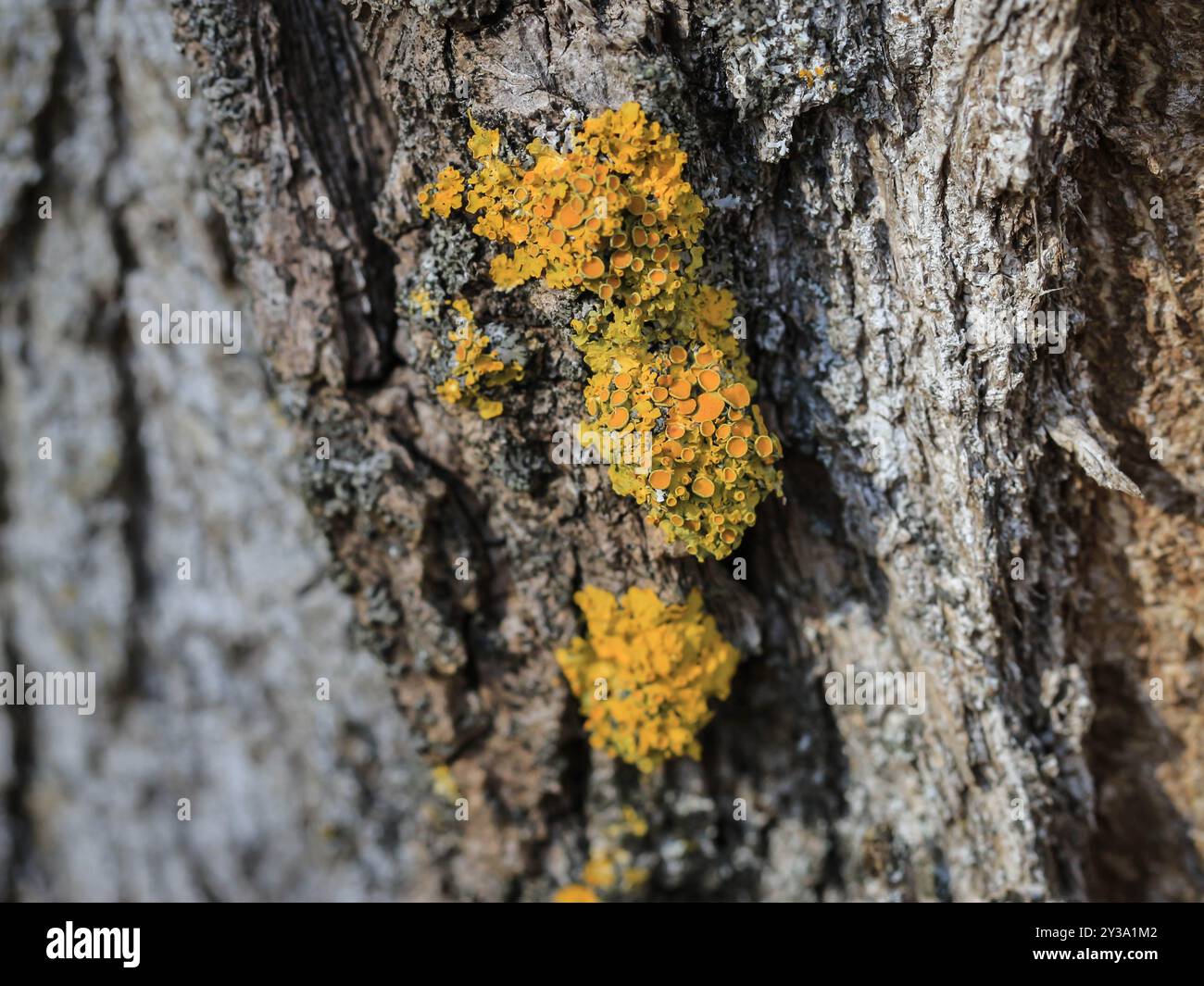 Lichene verde arancio Xanthoria parietina sulla corteccia del pioppo Foto Stock