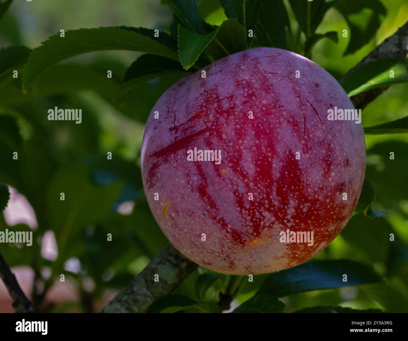 Prugne Santa Rosa grassa che è quasi pronta a raccogliere ancora sul suo albero. Foto Stock