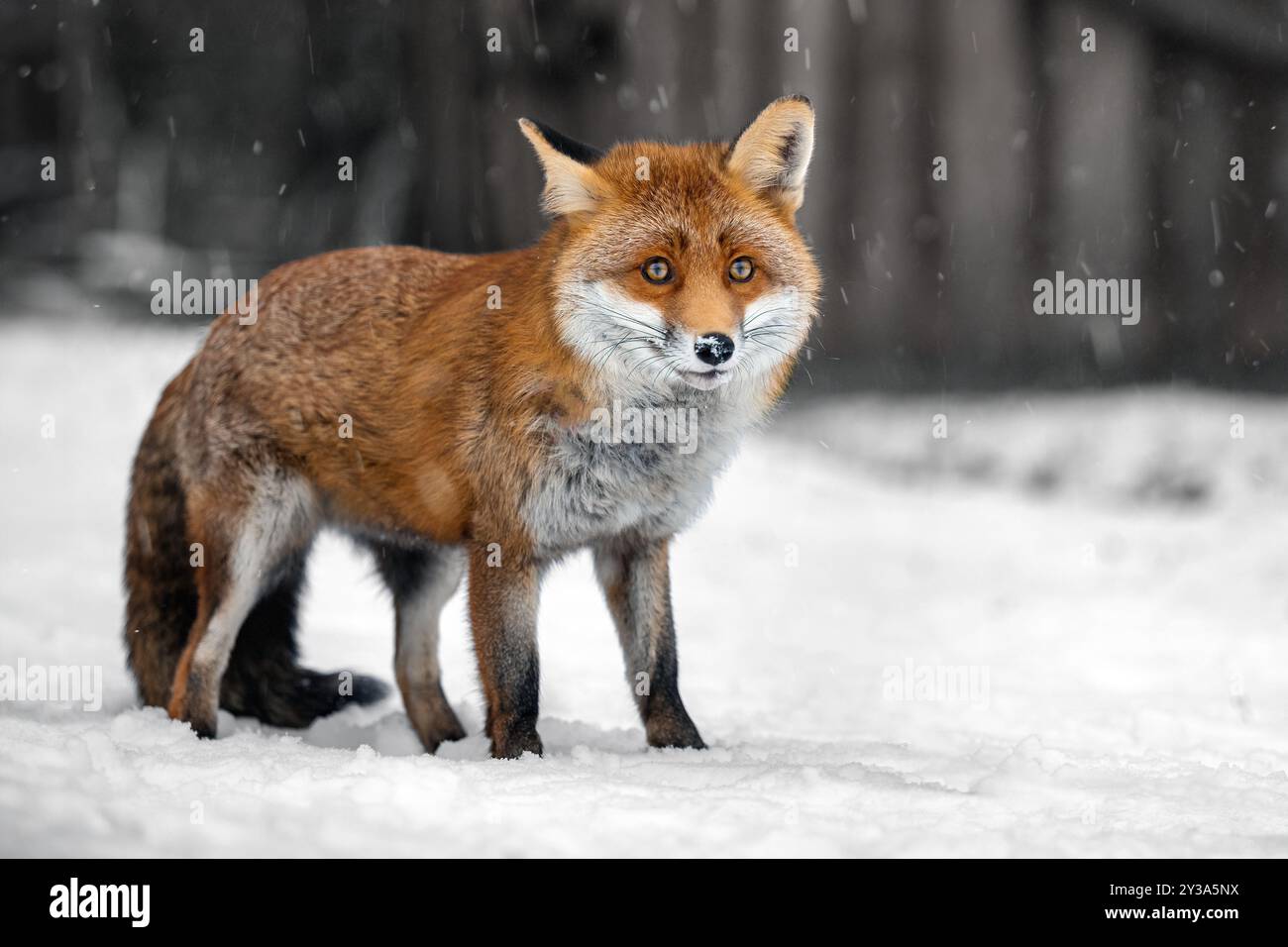Una volpe si muove attraverso una radura innevata, alla ricerca di prede. Foto Stock