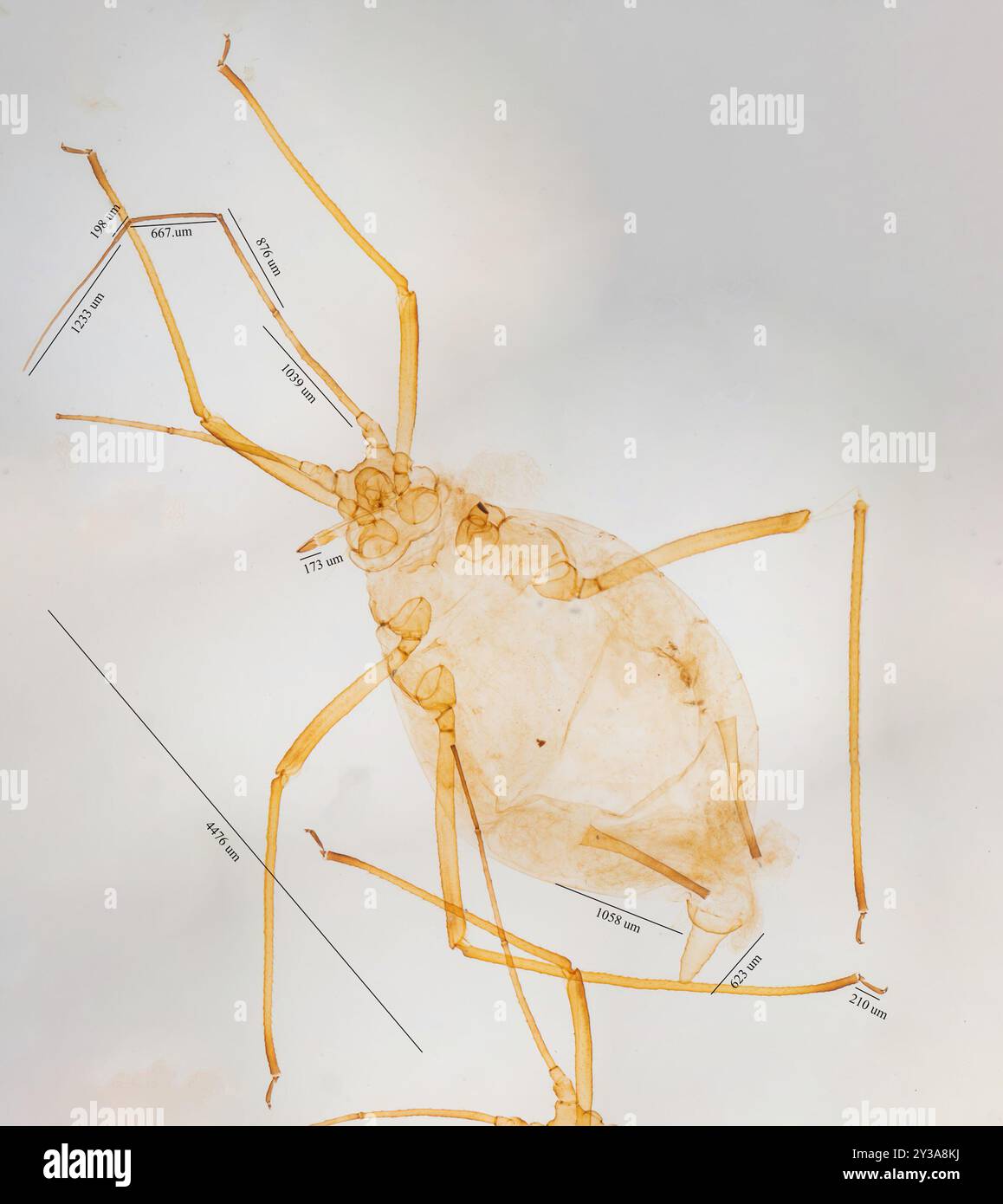 Lupine Aphid (Macrosiphum albifrons) Insecta Foto Stock