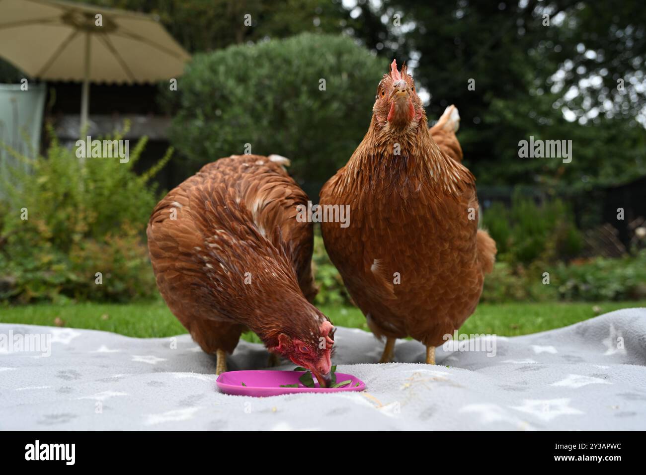 Due galline di salvataggio che mangiano alcune prelibatezze in giardino Foto Stock