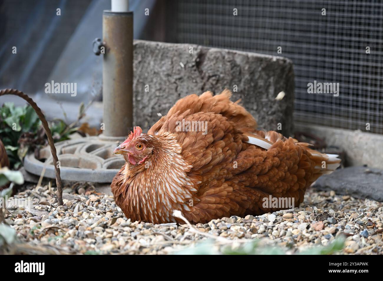 Una gallina di soccorso che fa un bagno di polvere in giardino Foto Stock
