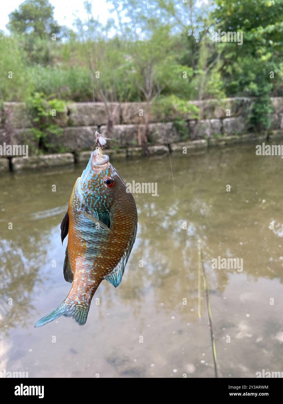 Longear Sunfish Complex (Lepomis megalotis) Actinopterygii Foto Stock