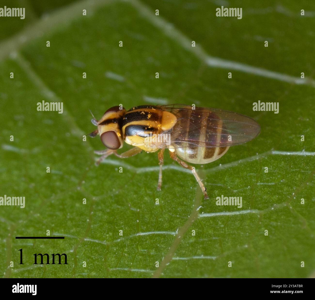 Mosche fritte (Chloropidae) Insecta Foto Stock