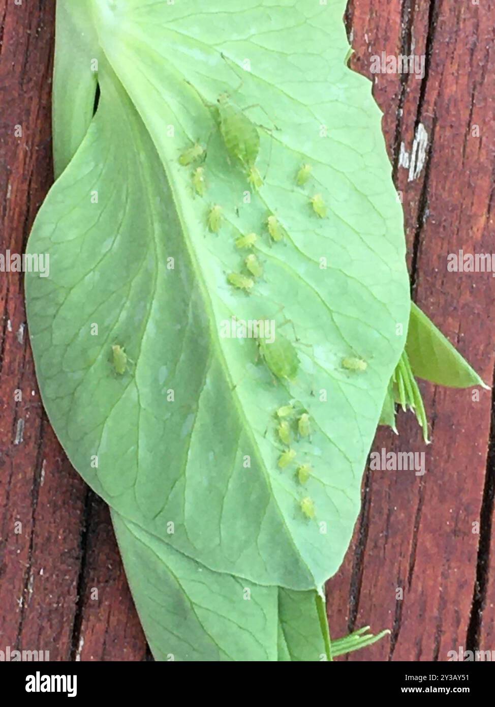 Pea Aphid (Acyrthosiphon pisum) Insecta Foto Stock