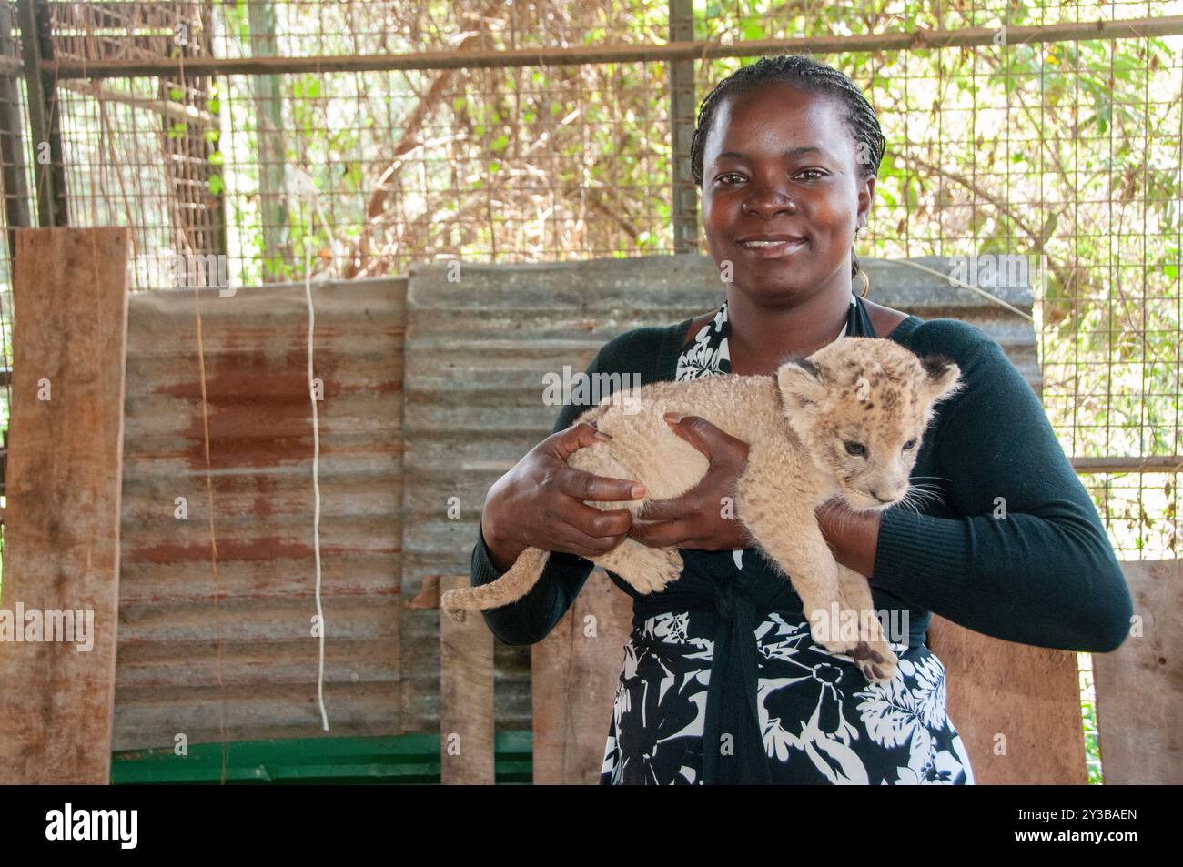 Un guardiano degli animali con cabine di leoni all'Uganda Wildlife Education Centre di Entebbe Uganda. Foto di Matthias Mugisha Foto Stock