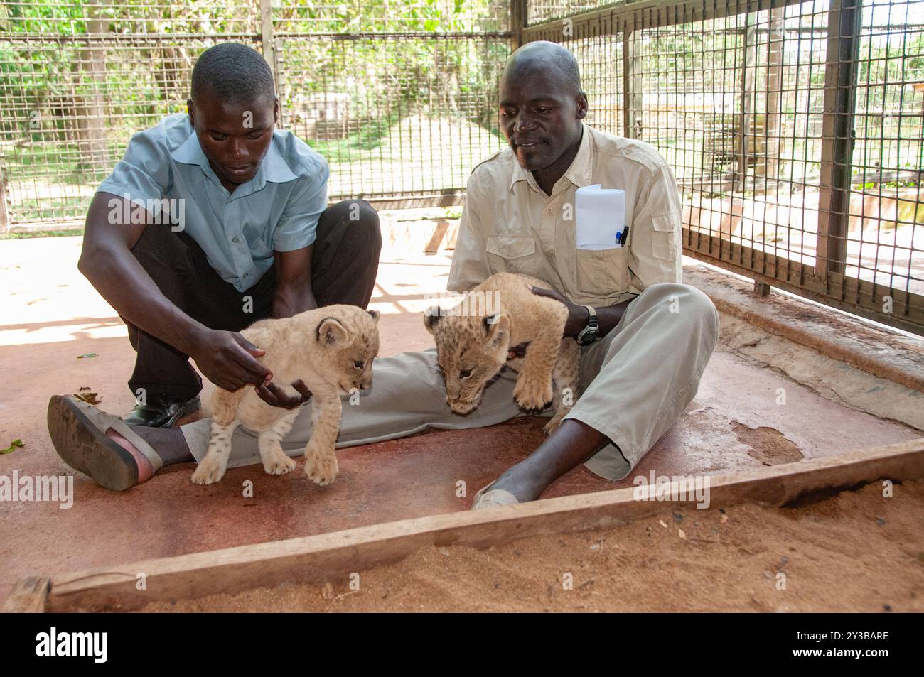 Guardiani di animali con cabine di leoni all'Uganda Wildlife Education Centre di Entebbe Uganda Foto Stock