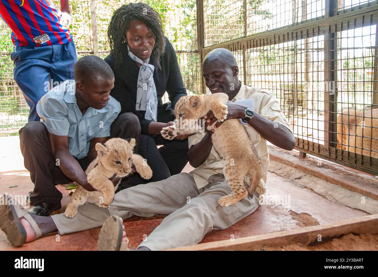 Guardiani di animali con cabine di leoni all'Uganda Wildlife Education Centre di Entebbe Uganda Foto Stock