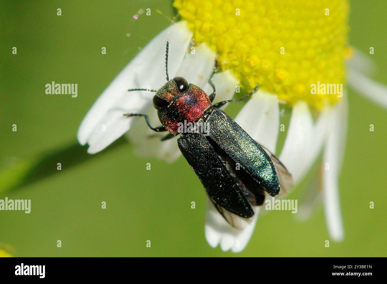 (Anthaxia nitidula signaticollis) Insecta Foto Stock