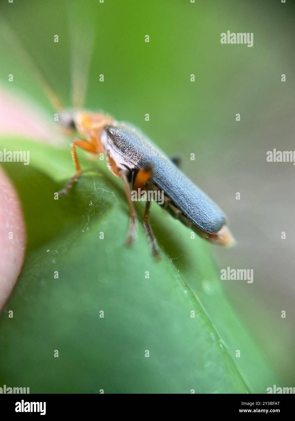 Barbabietole grigia (Cantharis nigricans) Insecta Foto Stock