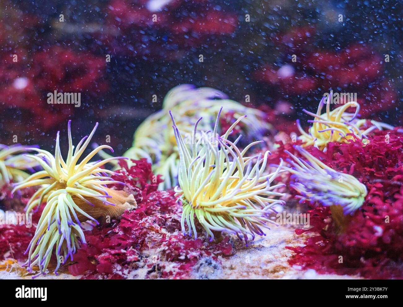 Anemone di mare Foto Stock