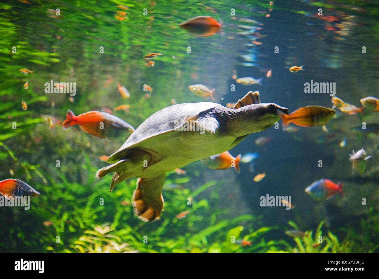 Tartaruga di mare Foto Stock