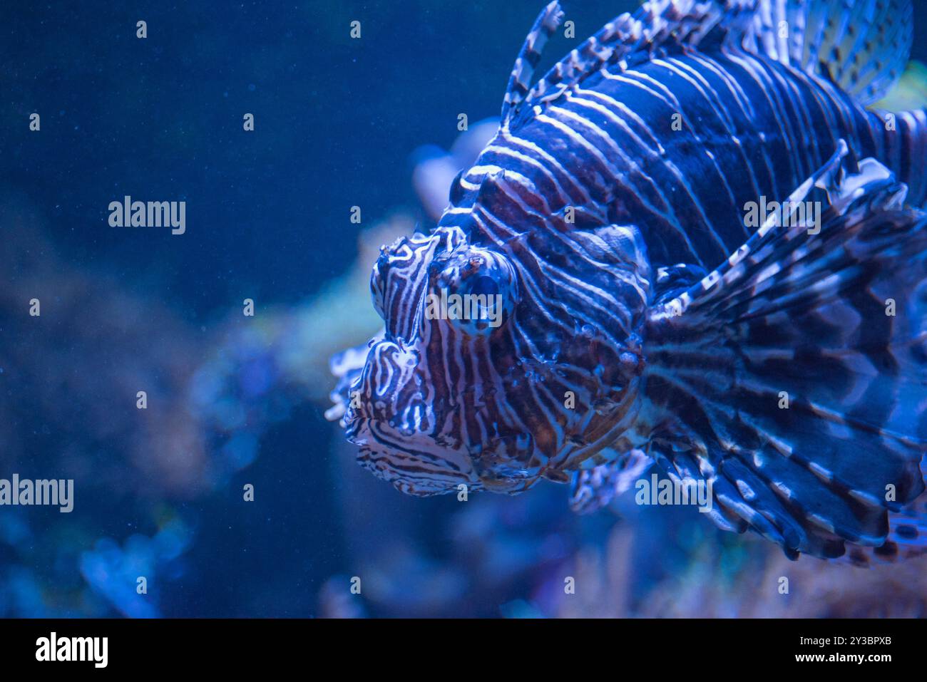 Pesci scorpione Foto Stock