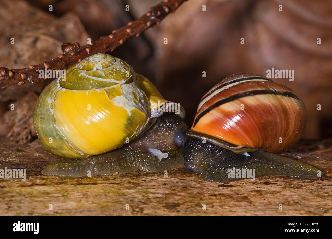 Lumache che si snodano insieme Foto Stock