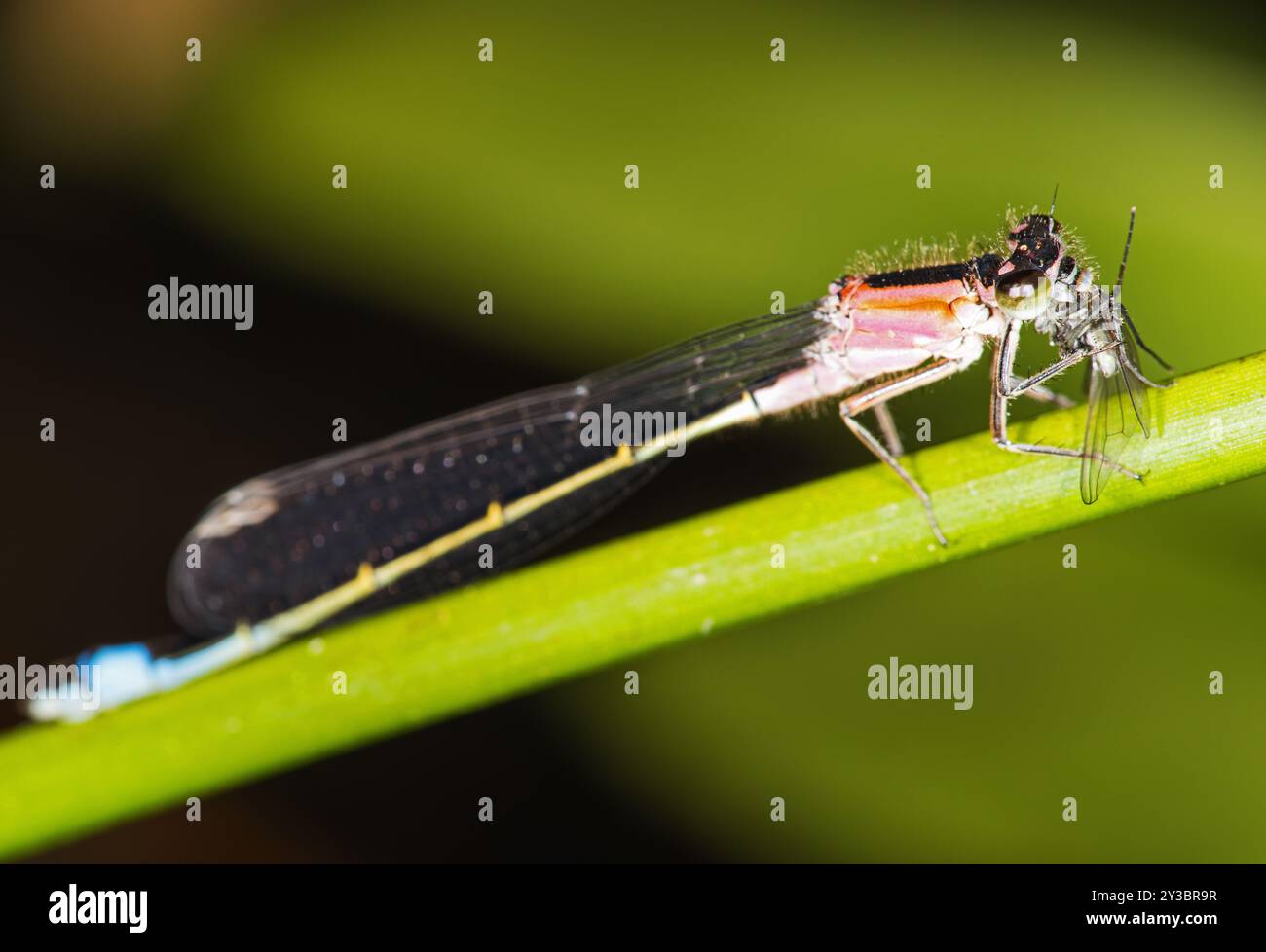 Dragonfly che mangia insetti su una foglia Foto Stock