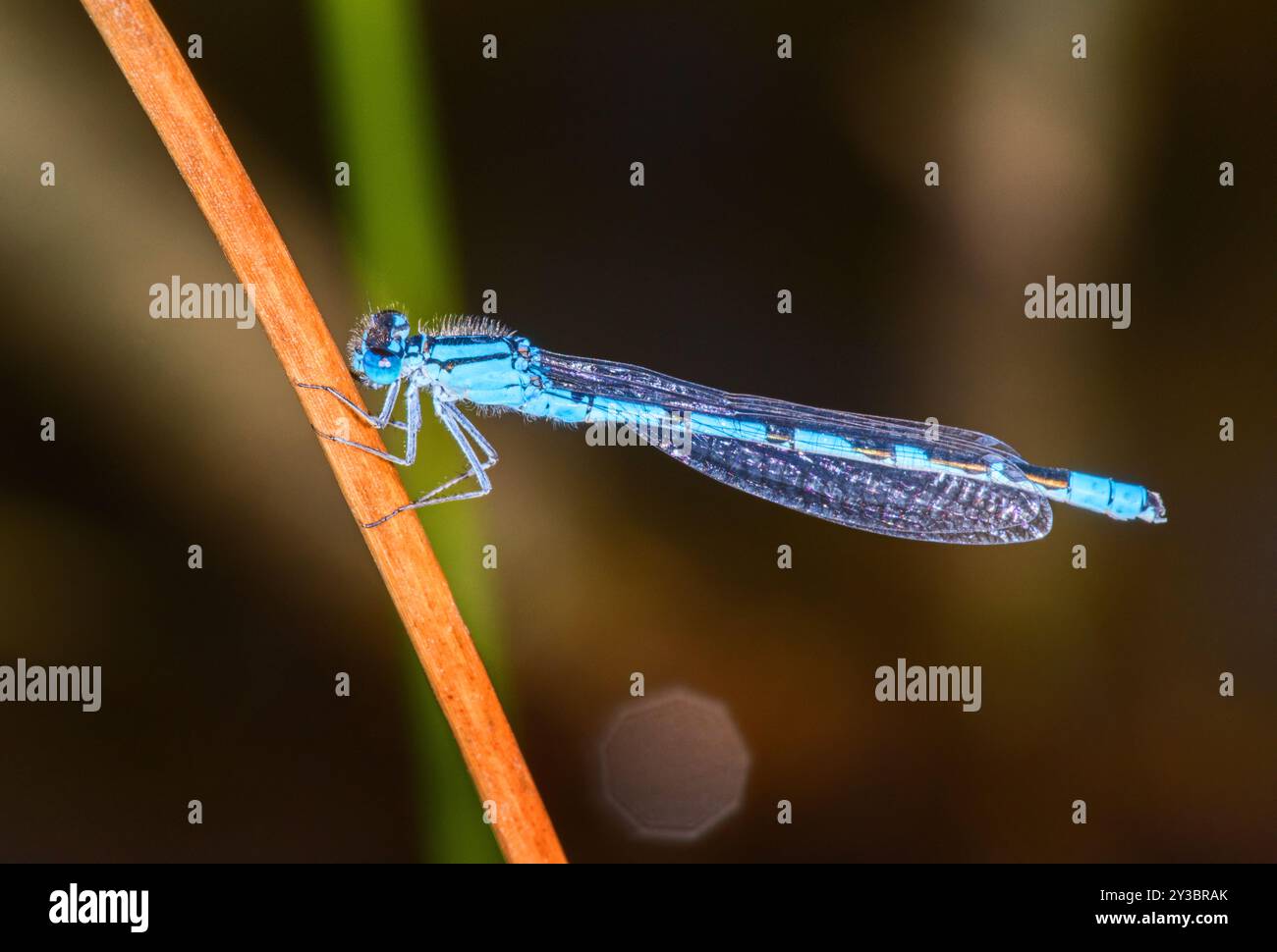 Libellula su una foglia Foto Stock