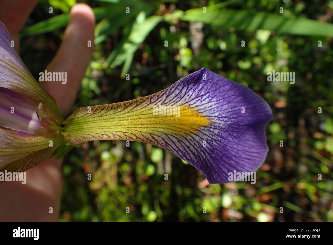 Bandiera blu meridionale (Iris virginica) Plantae Foto Stock