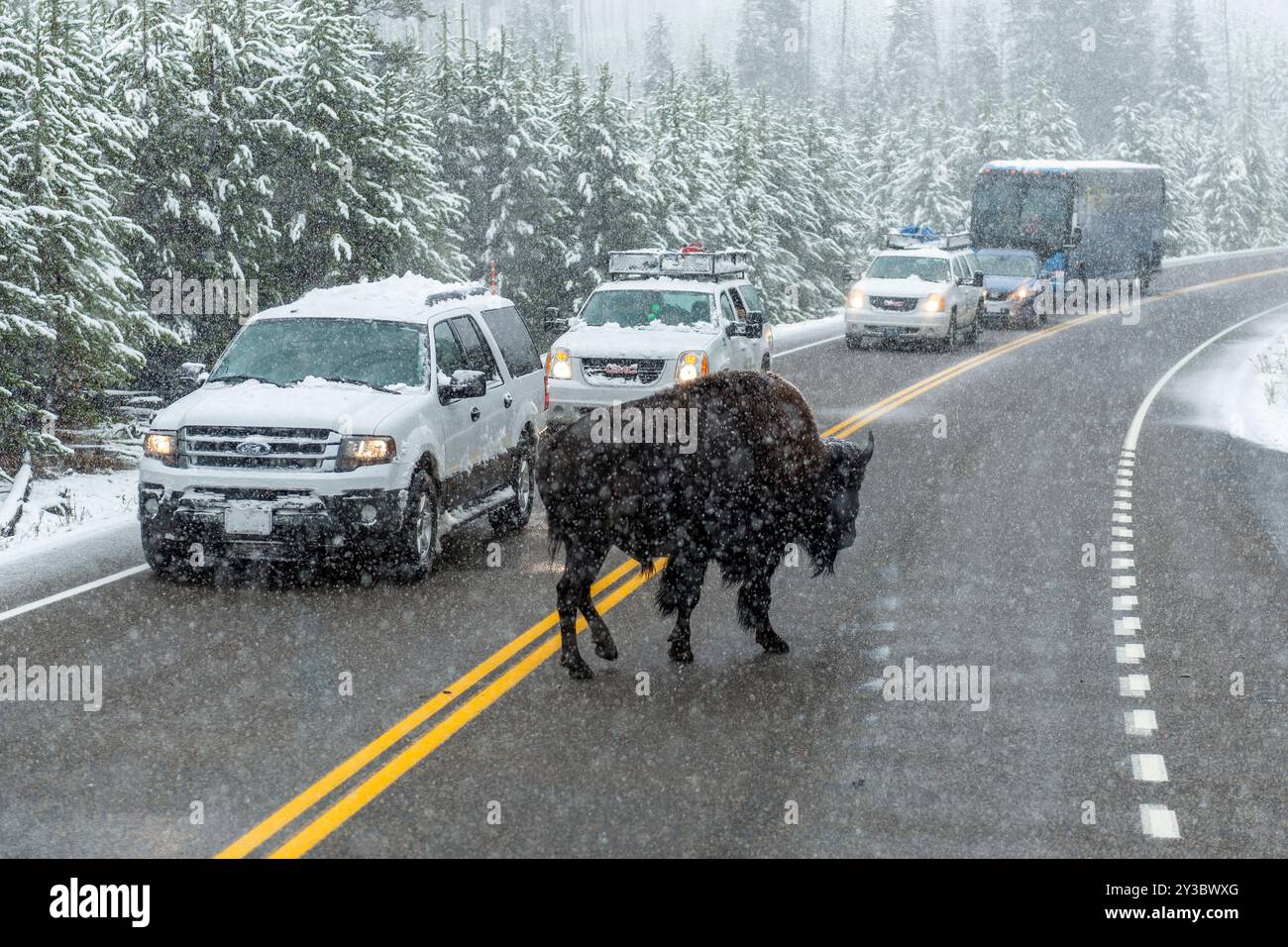 Neve lungo una strada del parco nazionale di Yellowstone con un incrocio tra American Bison (bisonte bisonte bisonte) e veicoli in ingorgo, Wyoming, USA. Foto Stock Neve lungo una strada del parco nazionale di Yellowstone con un incrocio tra American Bison (bisonte bisonte bisonte) e veicoli in ingorgo, Wyoming, USA. Foto Stock