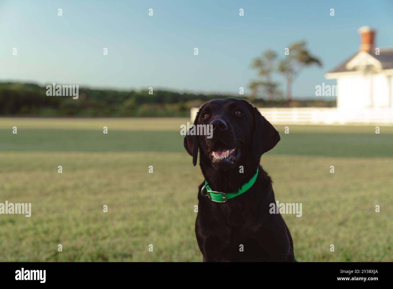 Ritratto all'aperto di un cane labrador retriever nero, sorridente con la bocca aperta Foto Stock