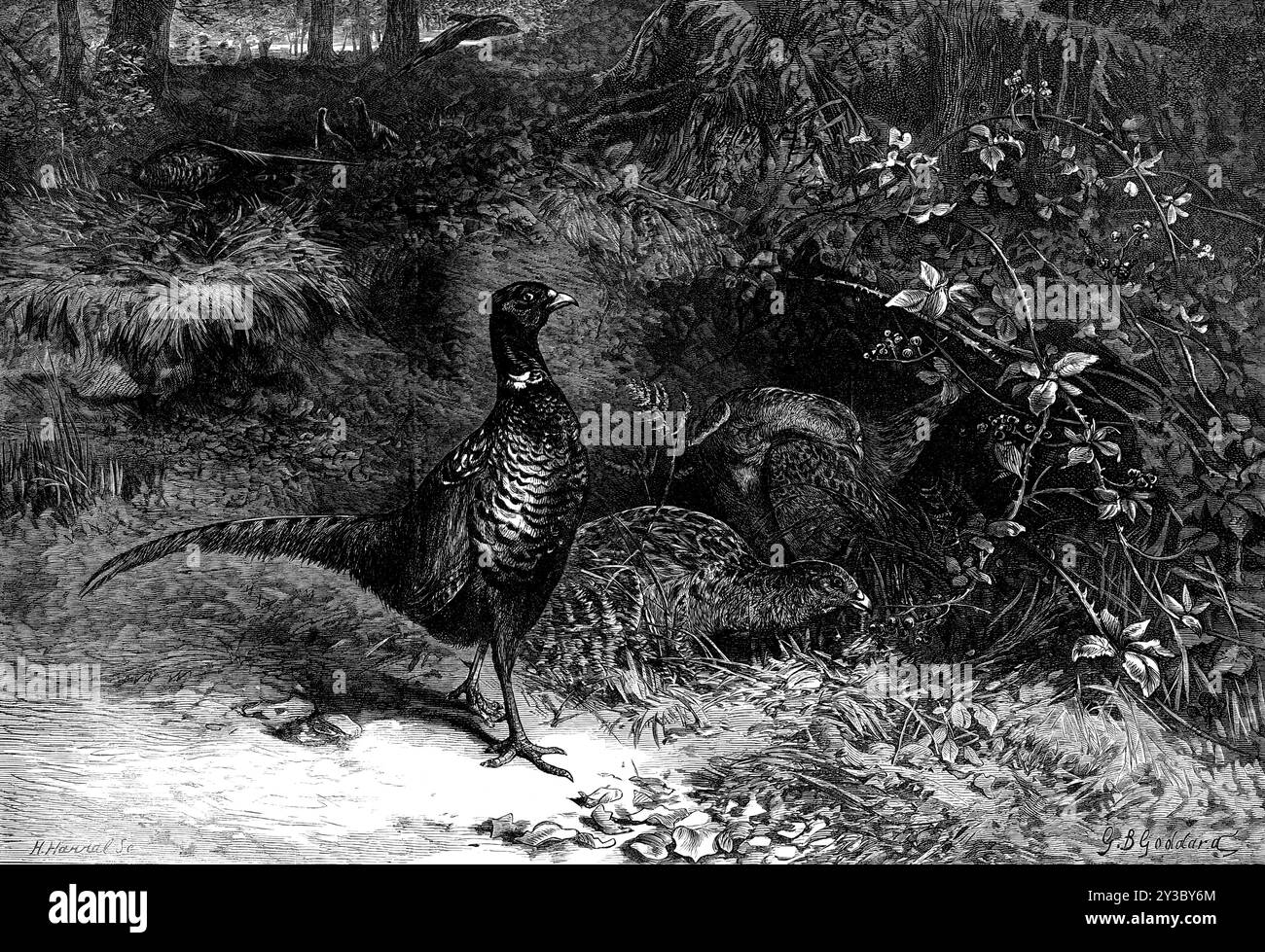I mesi: Ottobre 1871. "...ottobre porta...molti sportivi di alta classe...nei parchi e nei boschi delle loro demenze inglesi, la rabbia per la macellazione che richiede un'abbondante scorta di vittime, che si trova nelle riserve di fagiano...è ben noto che l'allevamento e l'alimentazione di questo bellissimo uccello, come uno degli oggetti preferiti di diversione rurale, un ornamento di paesaggi boschivi, e un'aggiunta appetitosa alla cena o al pranzo, attira l'attenzione più seria di alcuni dei nostri nobili sbarcati... questo pollo asiatico ha preso la sua dimora in ogni paese d'Europa, ed è probabilmente destinato a Foto Stock