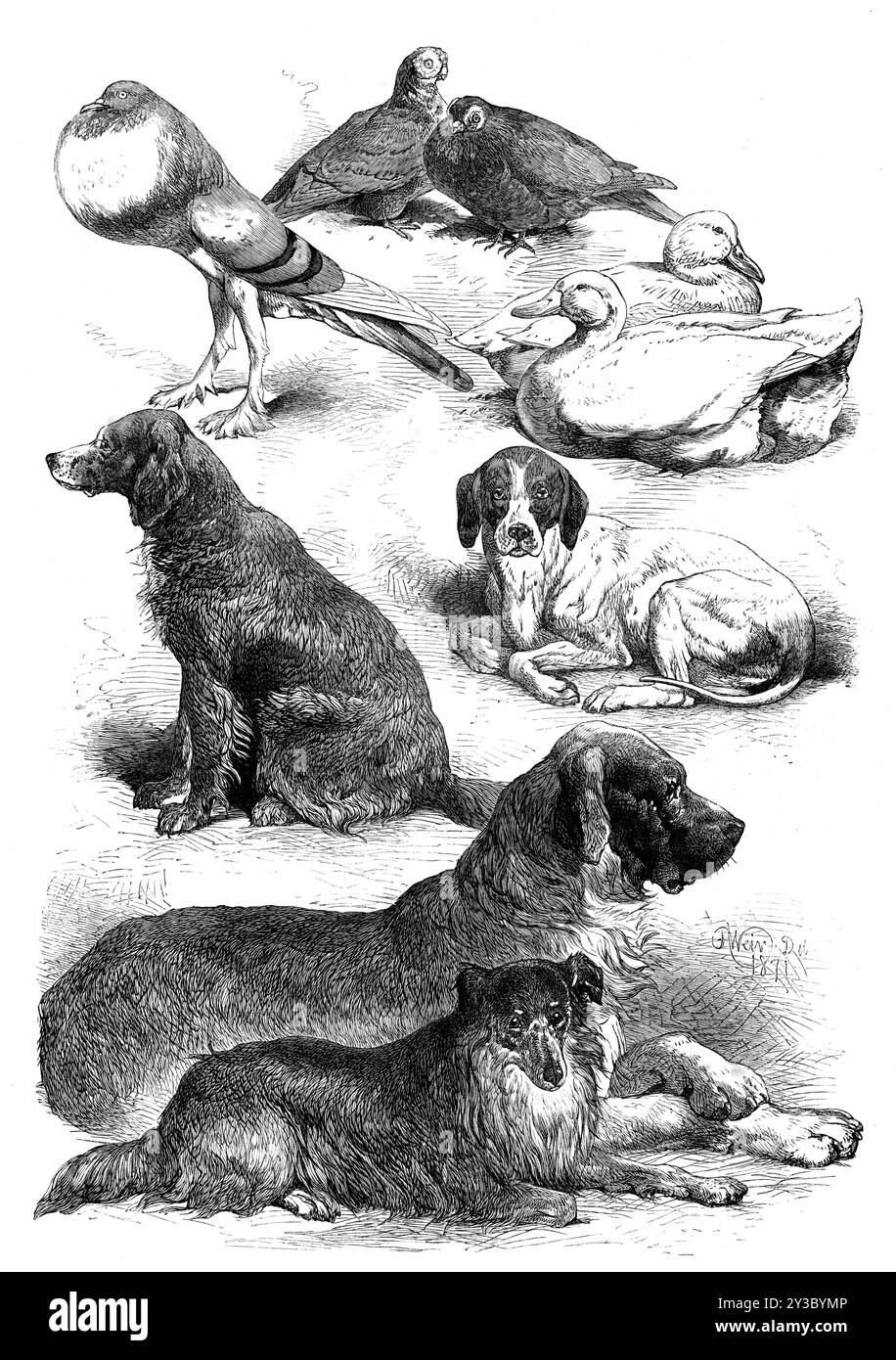 Premio pollame e cani al Birmingham Show, 1871. Il pollame rappresentato nelle nostre illustrazioni sono il paio di oche bianche del signor J. R. Fowler e il suo paio di anatre bianche, della Prebendal Farm di Aylesbury. I piccioni sono il fantail bianco mostrato dal Rev. W. Sergeanton, di Acton Burnel Rectory, che ha vinto il primo premio; un paio di barbe, inviate da Mr. T. Waddington, che allo stesso modo ha ottenuto il primo premio della loro classe, e sono stati venduti per &#xa3;42; e una gallina blu pouter, di proprietà di Mr. F. Gresham, di Shefford...i cani sono stati divisi come al solito in due classi, sportive e non sportive... l'anim Foto Stock