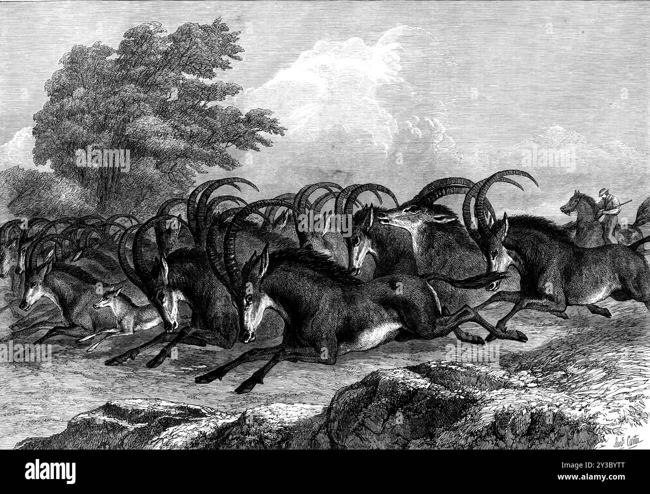 Caccia all'antilope Sable in Sud Africa, 1871. "Il blauwbok o antilope zibellino è così chiamato dal suo colore apparente, ma la sua pelle o pelle è perfettamente nera e i suoi capelli sono grigio cenere; l'effetto è una sfumatura bluastra, da cui deriva il suo nome. Il suo corpo è di 1,8 m di lunghezza, e si trova a 3 piedi 7 poll. in alto alla spalla. Gli avvisatori acustici, rotondi e curvilinei all'indietro, con venti o trenta anelli e punte molto affilate, sono di 2 piedi. 2 poll., lunghe; le orecchie sono 8 poll. lungo, e la coda, con un ciuffo alla fine, è di 12 poll. lungo. Il blauwbok vive in famiglie di cinque o sei femmine con un maschio, sull'pla aperto Foto Stock