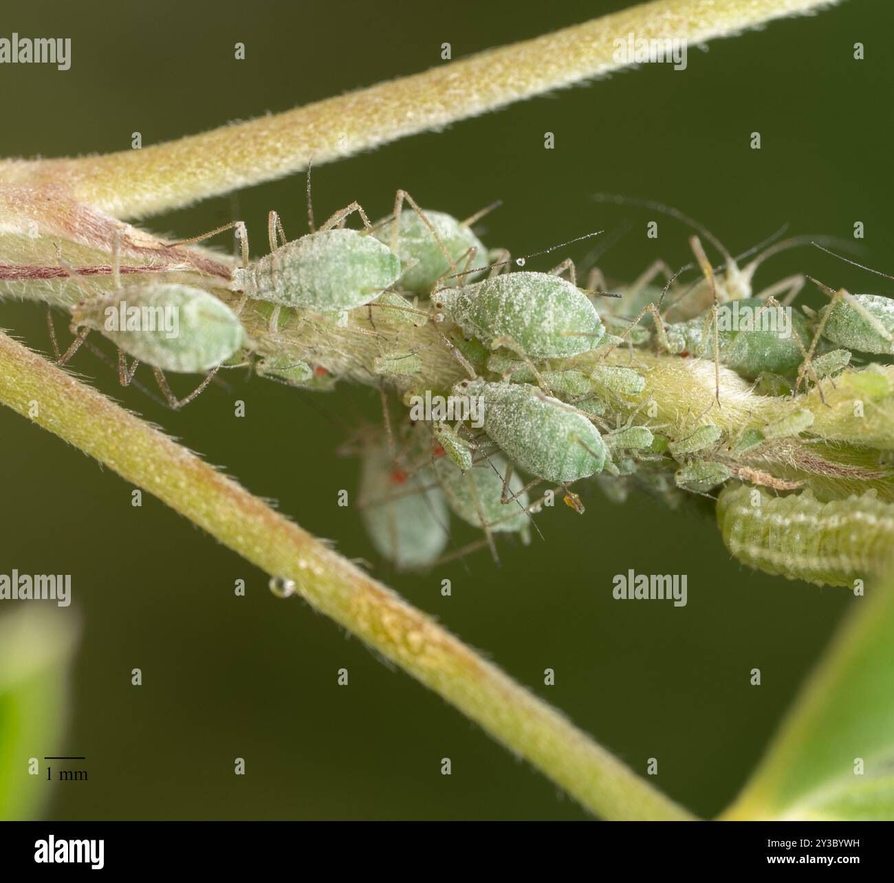 Lupine Aphid (Macrosiphum albifrons) Insecta Foto Stock