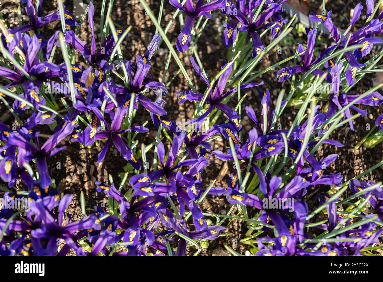 Zurigo, Svizzera, 9 marzo 2024 Iris reticulata o fiori d'Iris con reti dorate nel giardino botanico Foto Stock