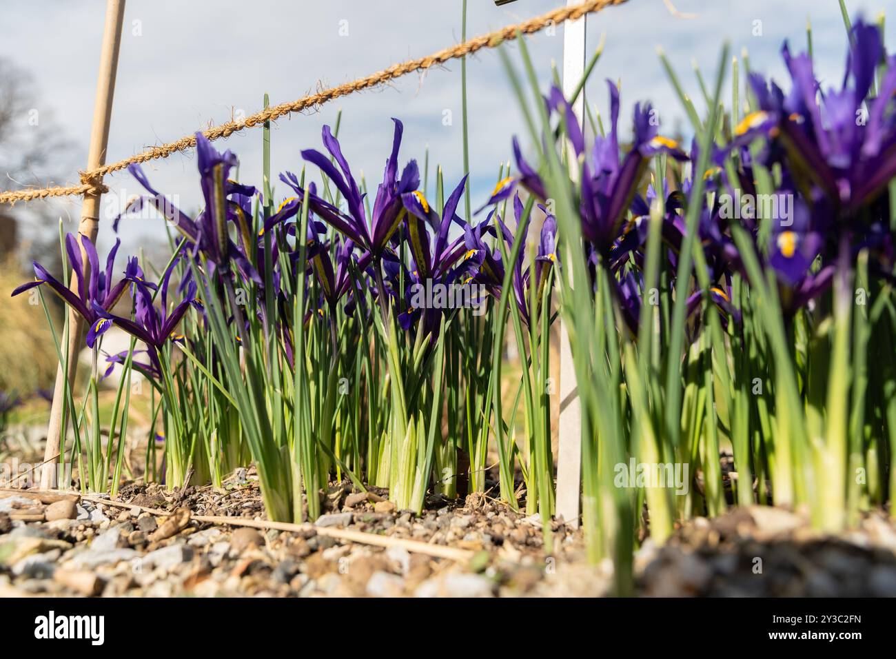 Zurigo, Svizzera, 9 marzo 2024 Iris reticulata o fiori d'Iris con reti dorate nel giardino botanico Foto Stock