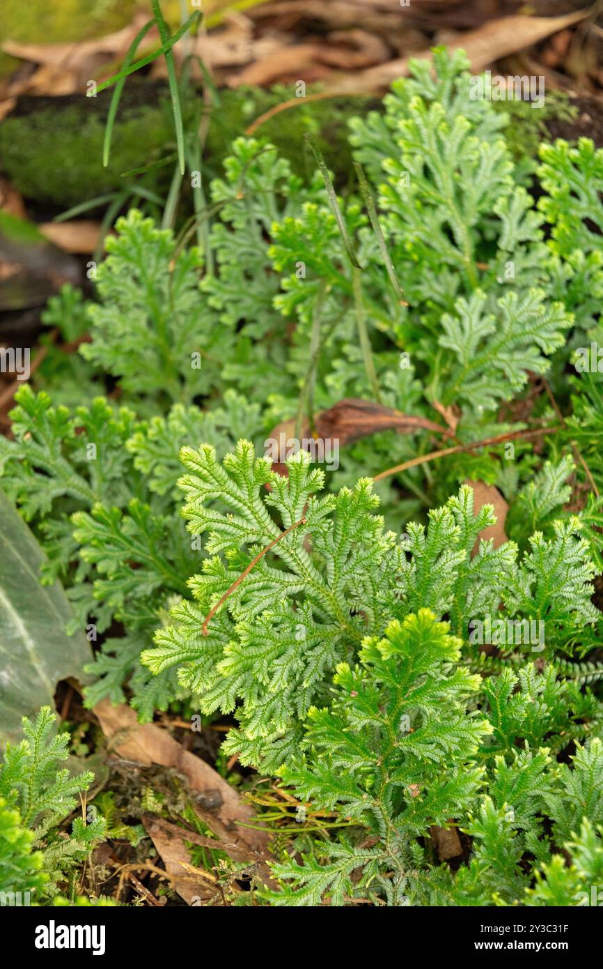 Zurigo, Svizzera, 9 marzo 2024 Selaginella Martensii o pianta di spikemoss variegata presso il giardino botanico Foto Stock