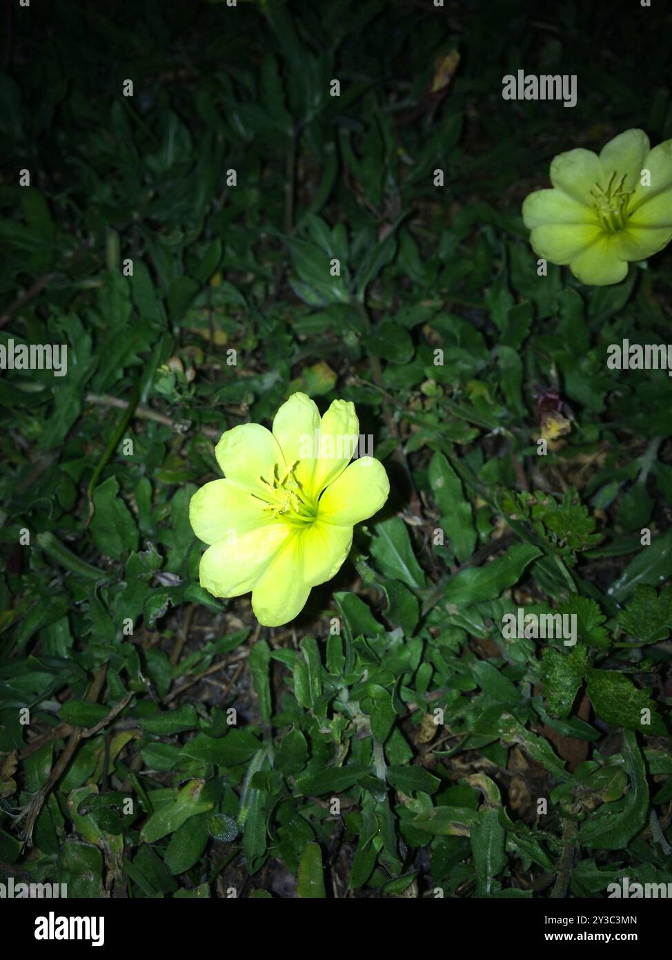 spiaggia serale - Primula (Oenothera drummondii) Plantae Foto Stock