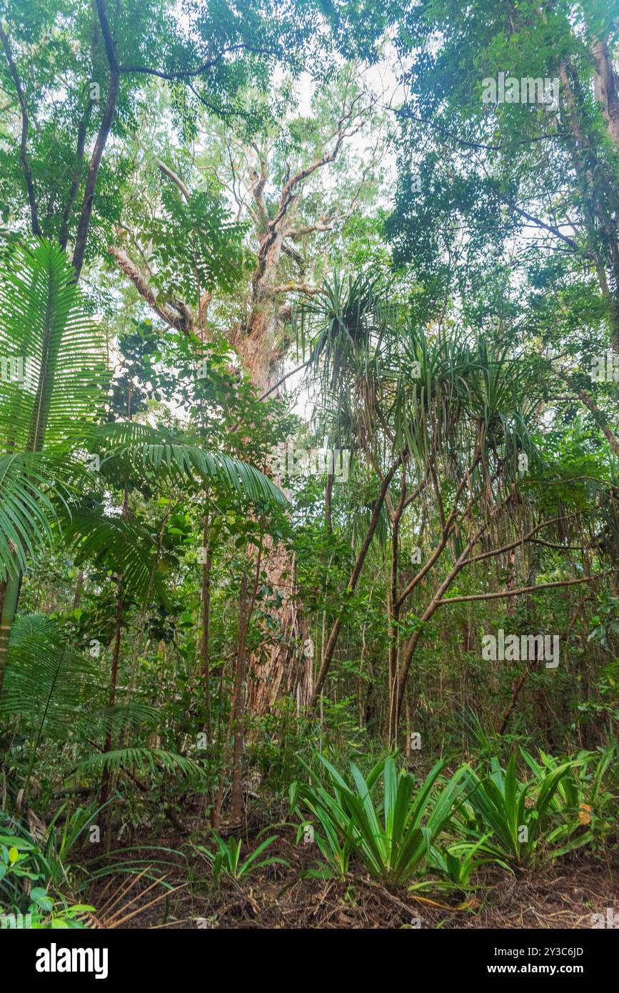 Foresta pluviale tropicale nel Daintree River National Park nel Queensland, Australia. Foto Stock