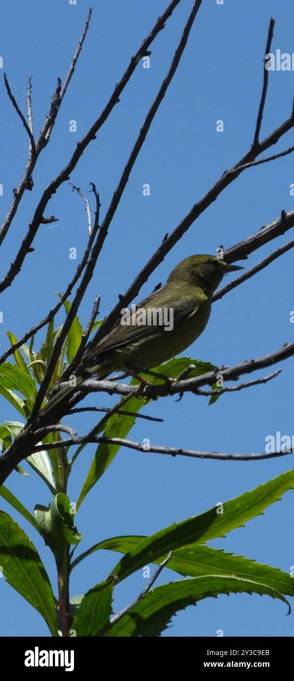 Aves (Leiothlypis celata) con la corona arancione Foto Stock