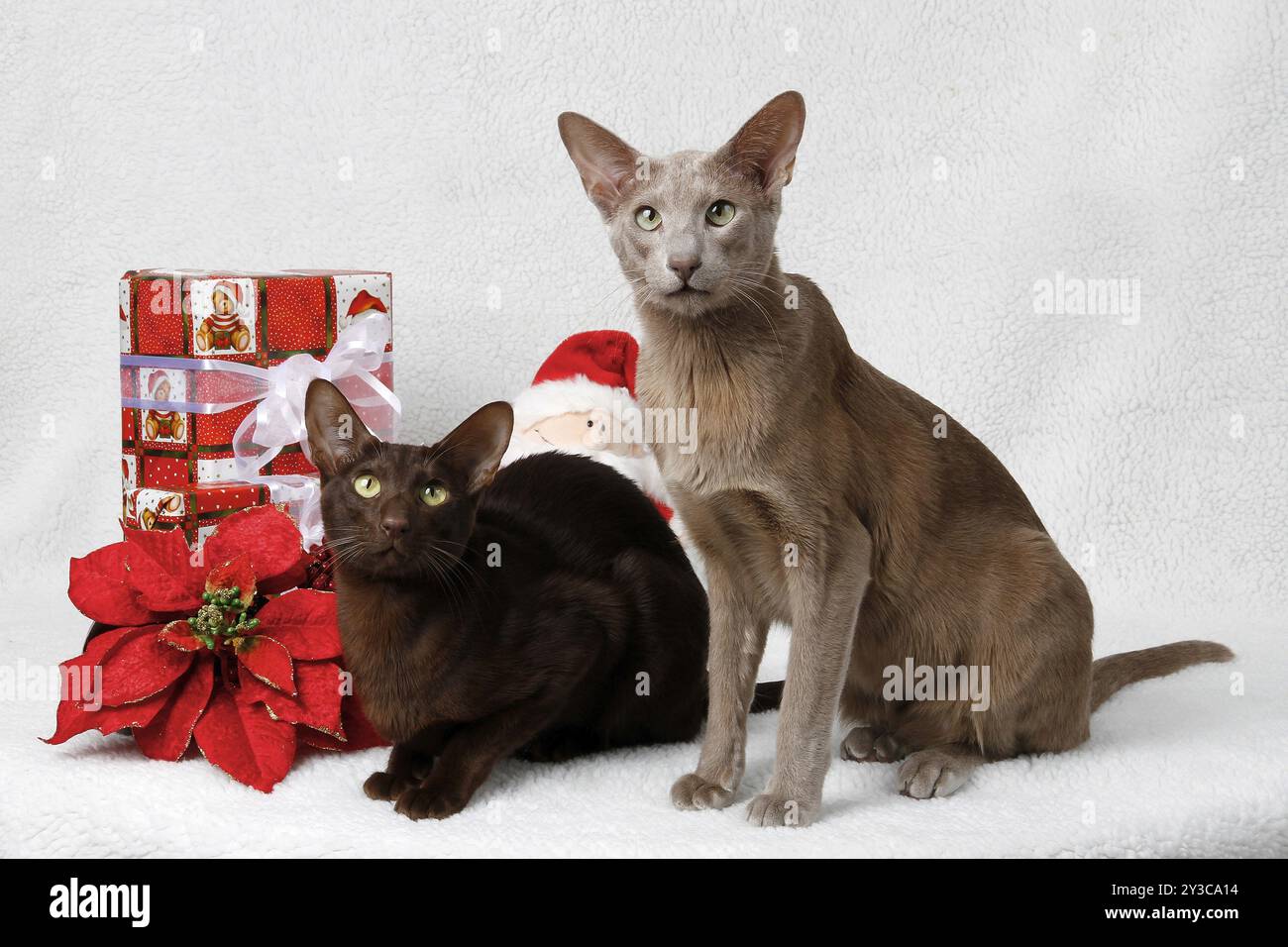 Decorazioni natalizie Oriental Shorthair Cat Foto Stock