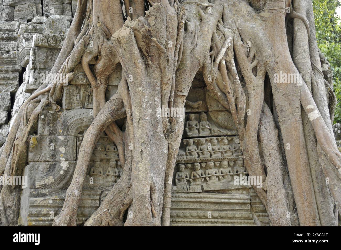 Fico Strangler, Ficus altissima, Ta Som, Angkor, Cambogia, Asia Foto Stock