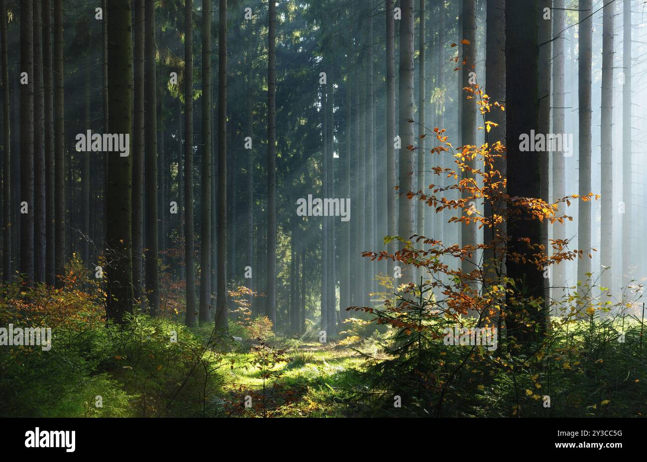 Foresta di abete rosso in autunno con nebbia, sole che splende tra i tronchi degli alberi, giovani faggi con foglie autunnali, foresta di Harz, Sassonia-Anhalt, Germania, UE Foto Stock