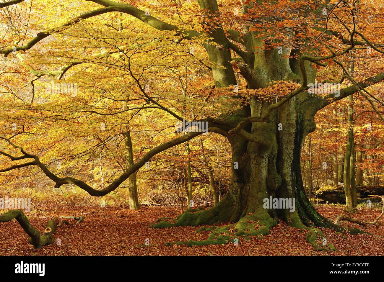 Enorme faggio antico nella foresta di Hutewald in pieno colore autunnale, monumento naturale, foresta primordiale di Sababurg, Reinhardswald, Assia, Germania, Europa Foto Stock