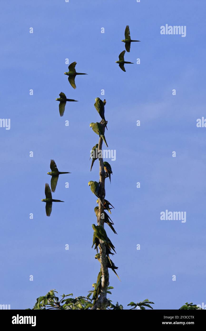 Macao con panciute rosse (Orthopsittaca manilatus) arroccato su un albero nella foresta tropicale e un gregge che sorvola, alta Floresta, Amazzonia, Brasile, AM meridionale Foto Stock
