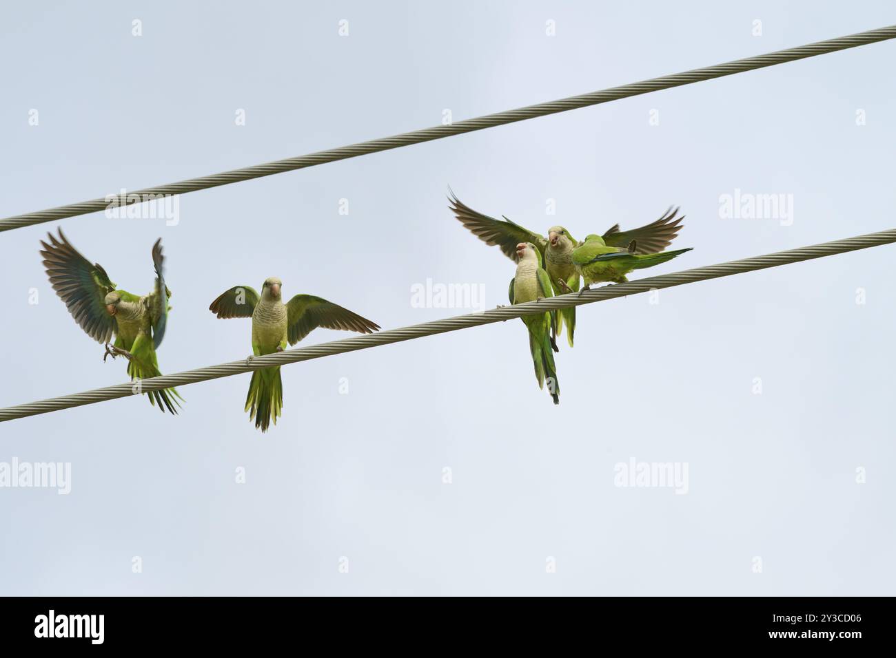 Paracadutismo monaco (Myiopsitta monachus), diversi uccelli seduti e volanti su linee elettriche di fronte a un cielo blu, Pembroke Pines, Florida, USA, Nord Ameri Foto Stock