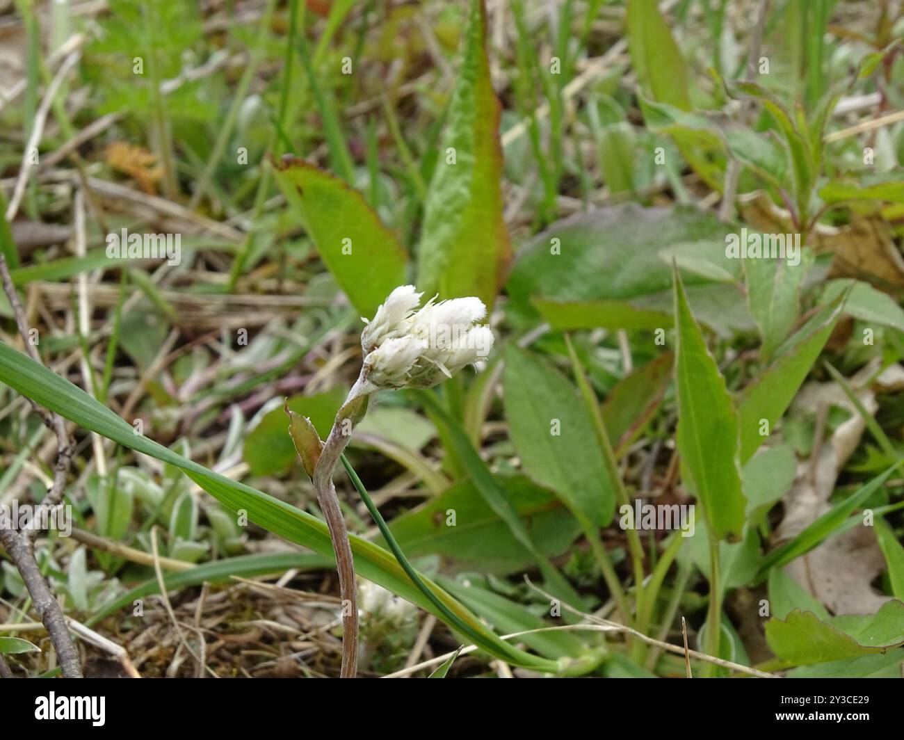 Pussytoes (Antennaria neglecta) Plantae Foto Stock