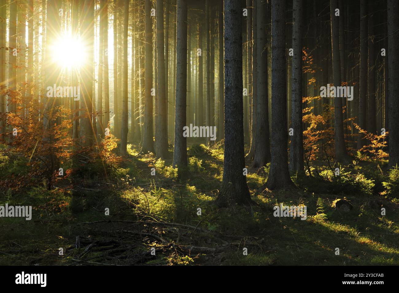 Foresta di abete rosso in autunno con nebbia contro la luce, sole che splende tra i tronchi degli alberi, giovani faggi con foglie autunnali, foresta di Harz, Sassonia-A. Foto Stock