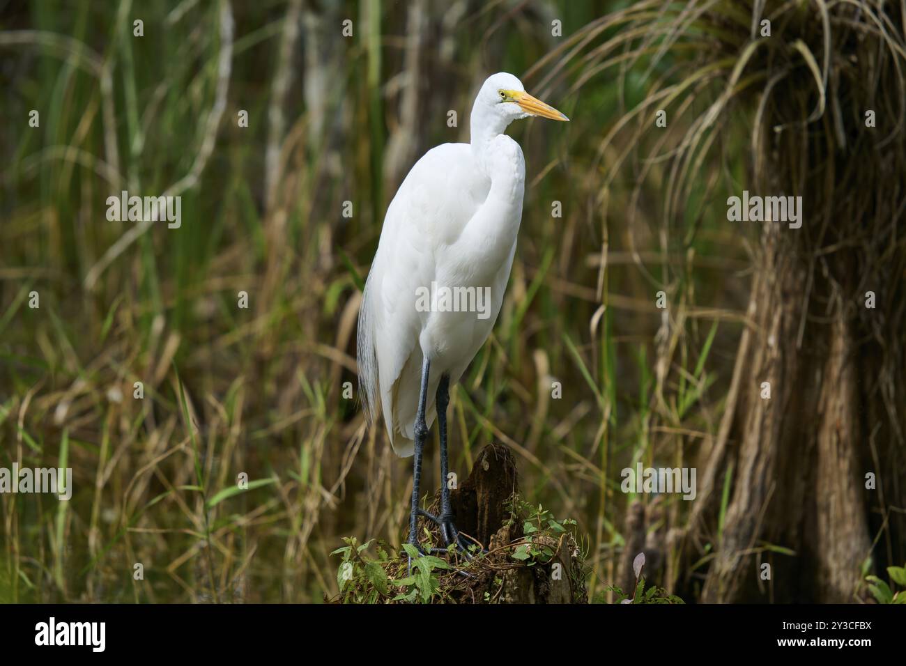 Great Egret (Ardea alba), nella palude, in primavera, Everglades National Park, Florida, Stati Uniti, Nord America Foto Stock