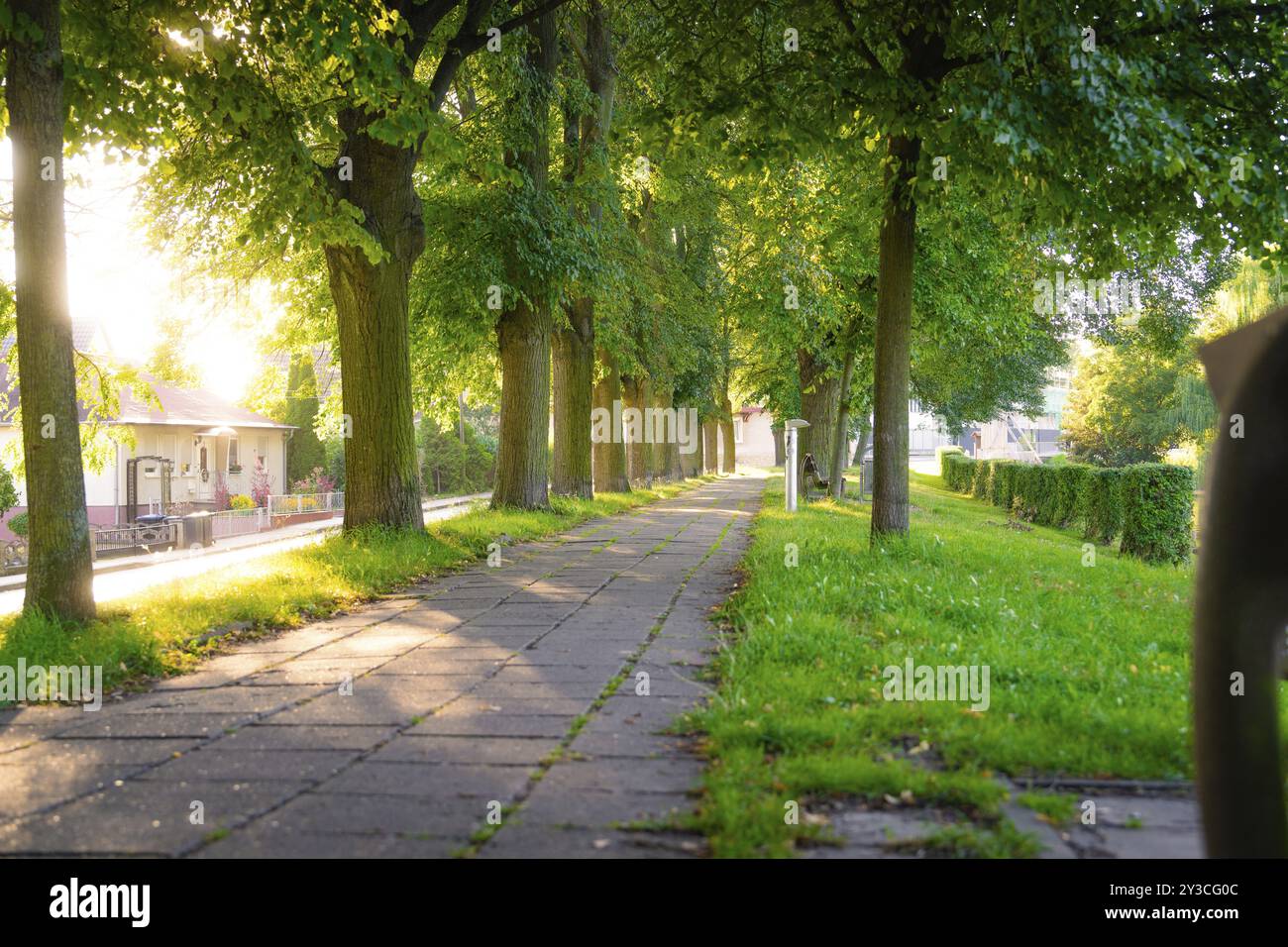 Una passerella illuminata dal sole, fiancheggiata da alberi e erba verde, con case sullo sfondo, montagne di Harz, Germania, Europa Foto Stock