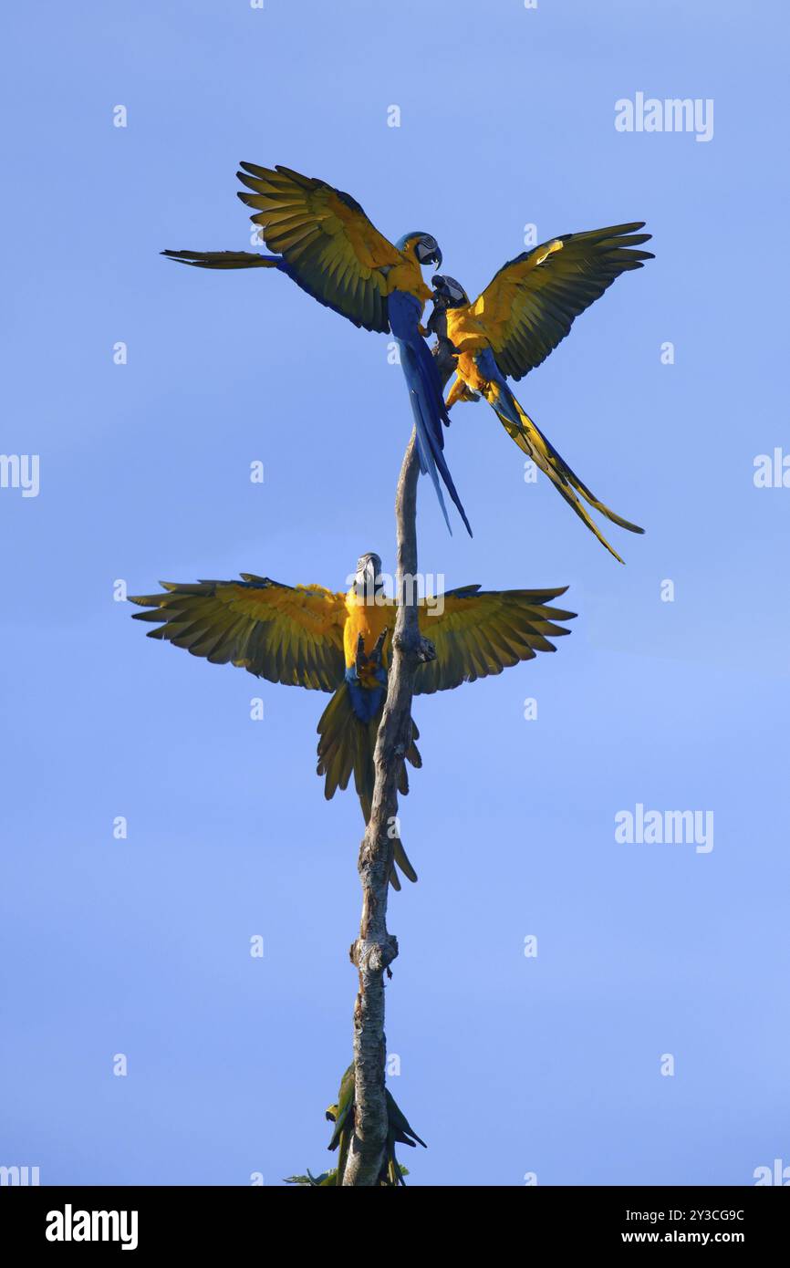 Macao blu e giallo (Ara Ararauna) arroccato su un ramo della foresta tropicale, alta Floresta, Amazzonia, Brasile, Sud America Foto Stock